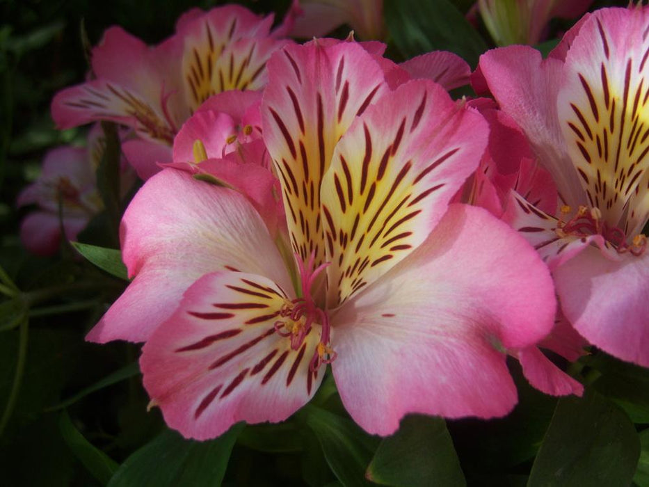 Alstroemeria Inticancha Machu (3 Litre)