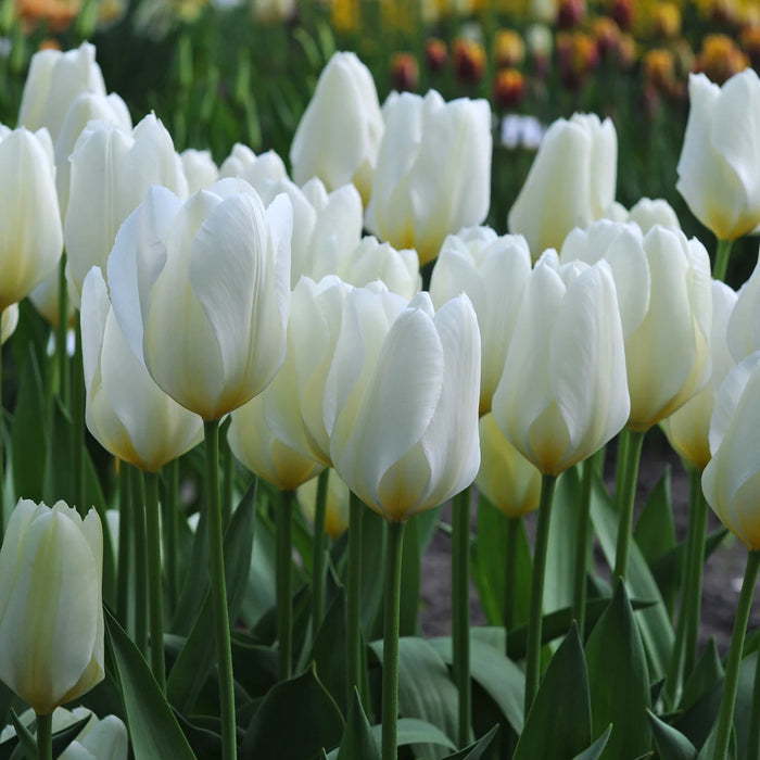 Tulip 'Purissima' (18 pack)