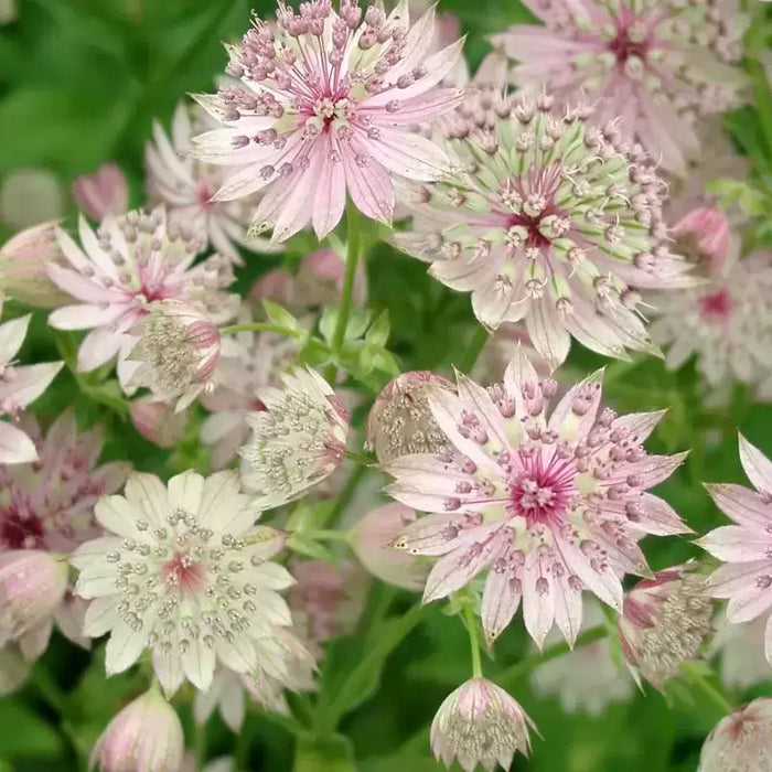 Astrantia Major 'Florence' 