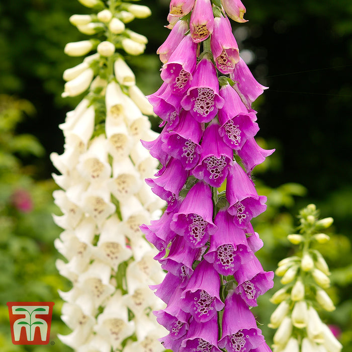 Foxglove 'Excelsior Hybrid Mixed'