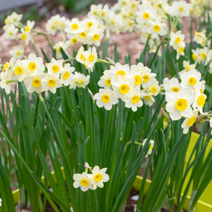 Daffodil Narcissus 'Minnow' (30 Pack)