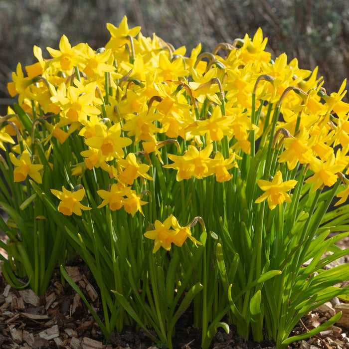 Daffodil Narcissus 'Sweetness' (10 pack)