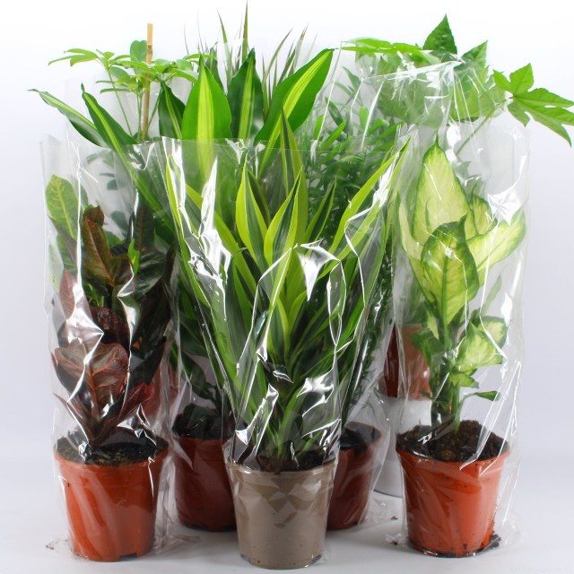 Houseplant 'Air So Pure' Mix (P17cm)