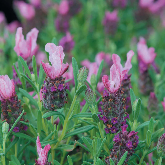 Lavender 'Bandera Deep Pink'