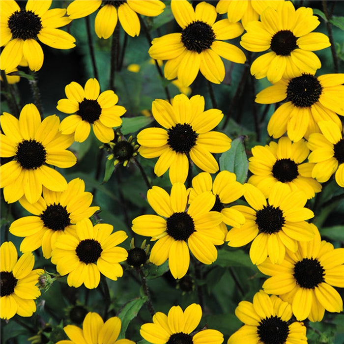 Natures Haven Rudbeckia Blackjack Gold