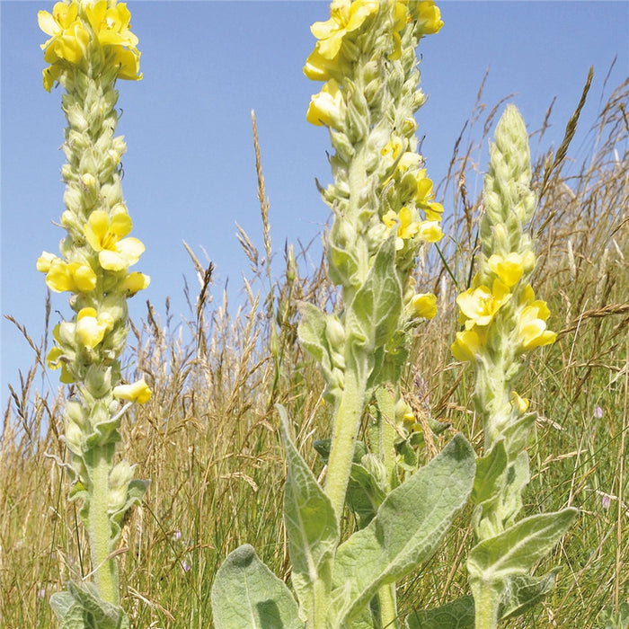 Natures Haven Verbascum thapsus (Great Mullein)