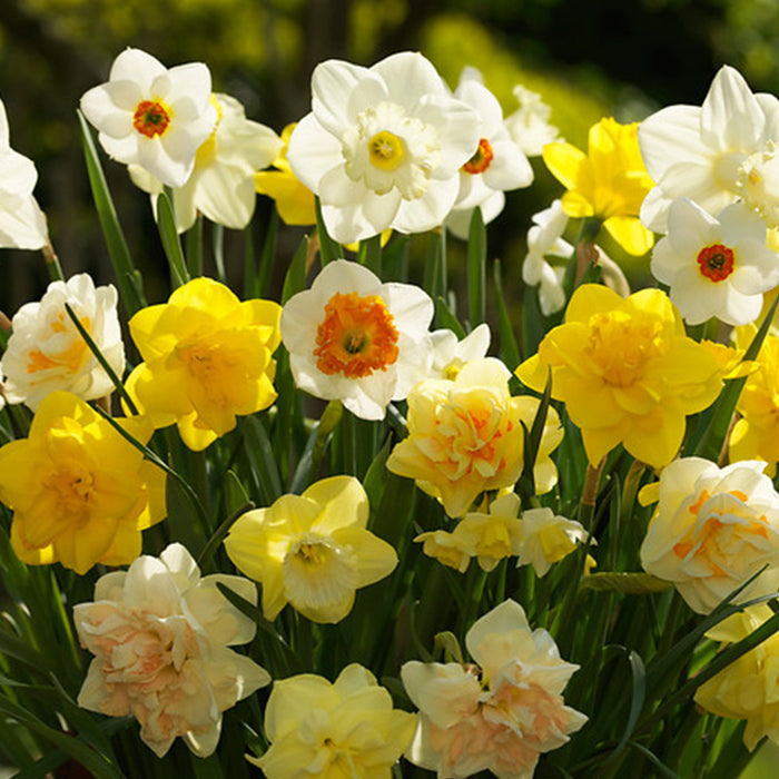 Daffodil Narcissus Mixed (5kg)