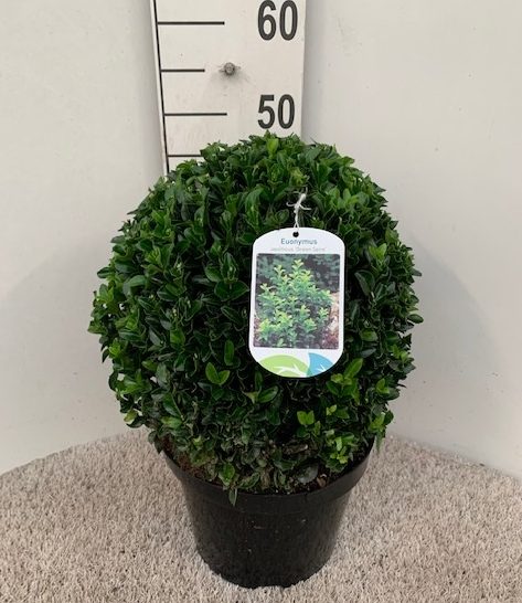 Euonymus japonicus 'Green Spire' Ball Shape (30 cm) — Newlands