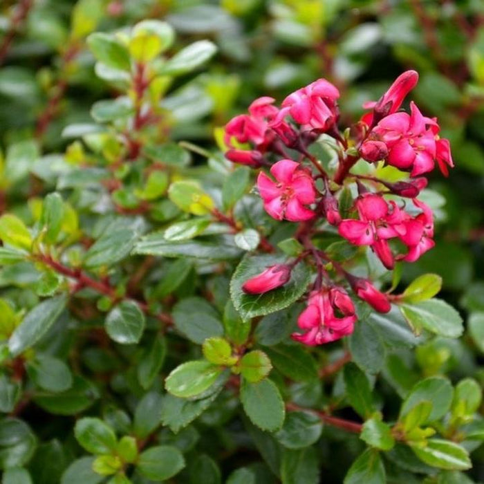 Escallonia Red Dream