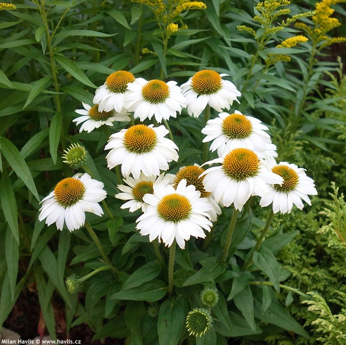 Echinacea 'Glory' (2 Litre)