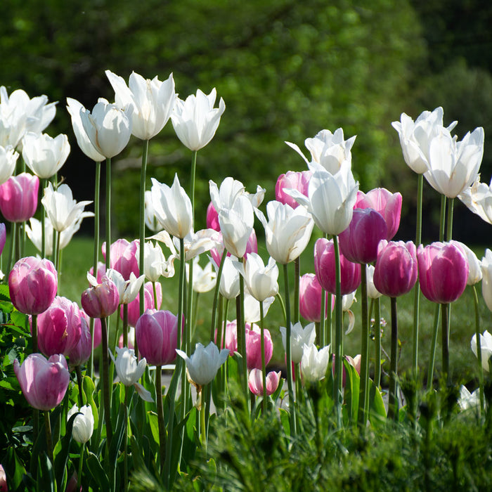 Tulip 'White Triumphator' (6 Pack)