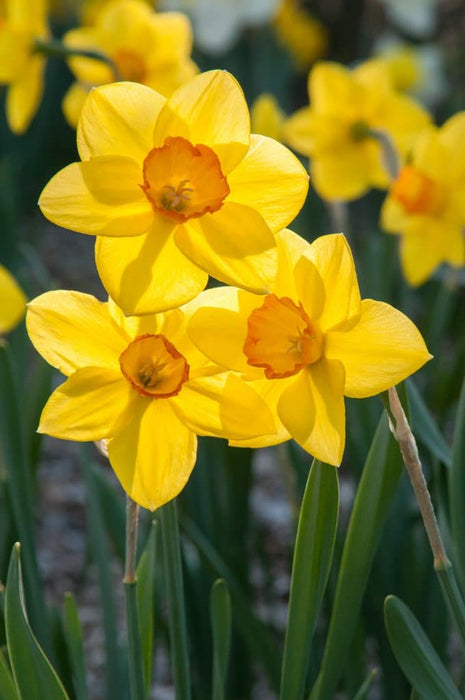 Daffodil Narcissus 'Sealing Wax' Bulbs (Pack of 5)