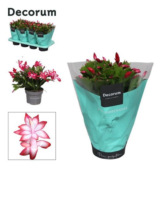 Schlumbergera Red (P13)