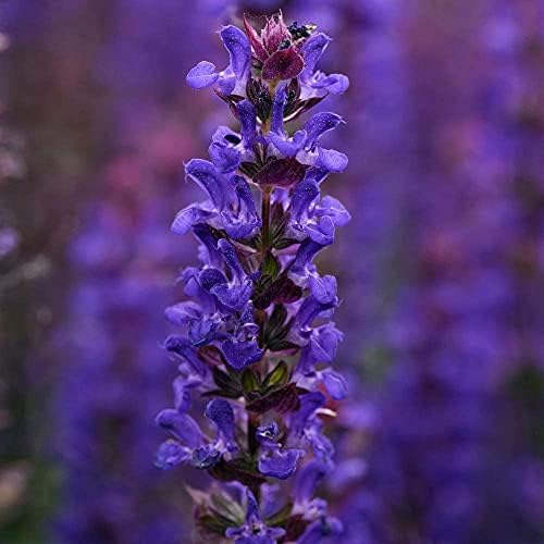 Salvia farinacea 'Seascape Mixed'