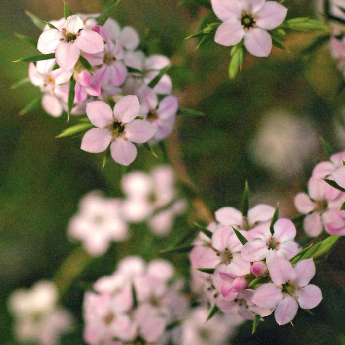 Diosma hirsuta 'Pink Fountain' (3 Litre)