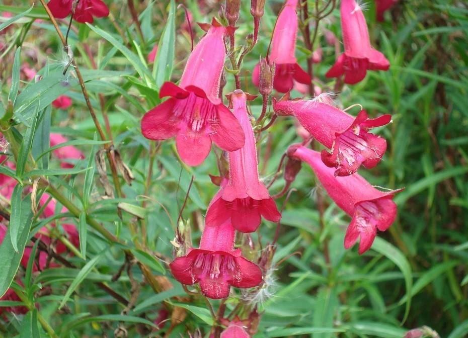 Penstemon Garnet 3 L