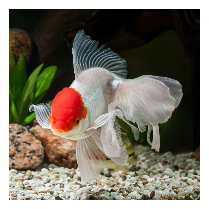 Assorted Oranda Goldfish (Medium Size)