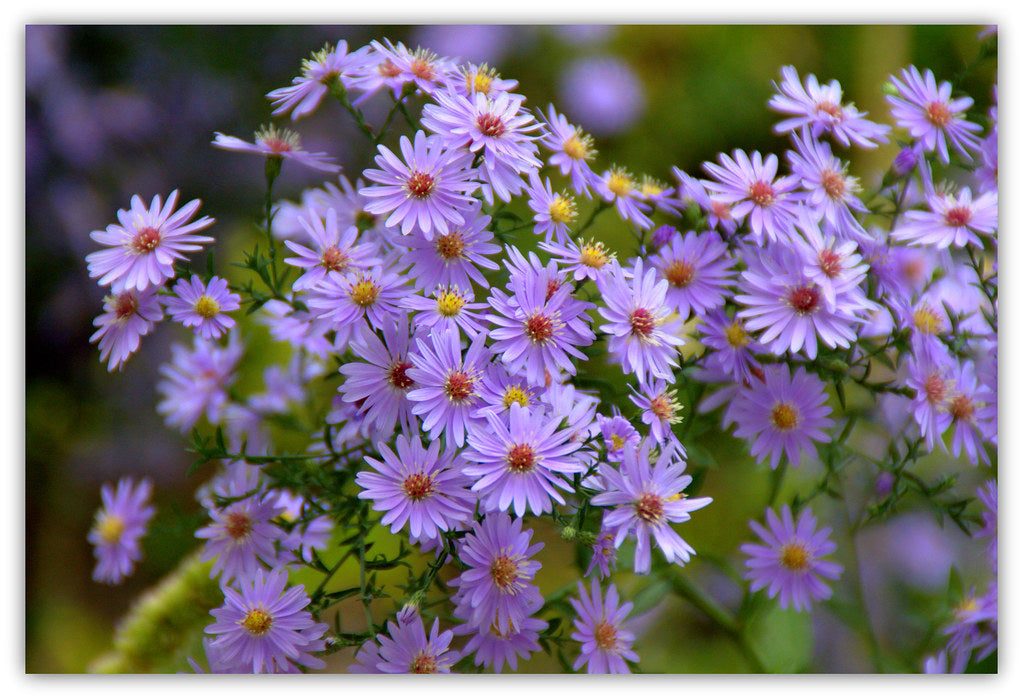 Aster 'Little Carlow' (2 Litre)