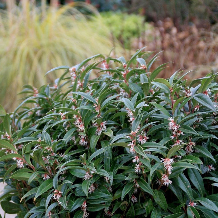 Sarcococca hookeriana 'Winter Gem' | Fragrant Sweet Box (2 Litre)