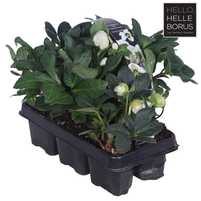 Helleborus 'Christmas Carol' (6 Pack)