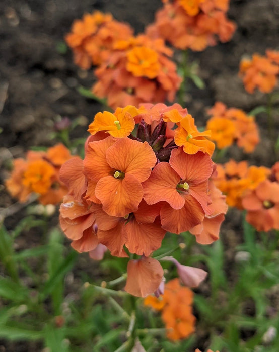 Erysimum 'Apricot Twist'