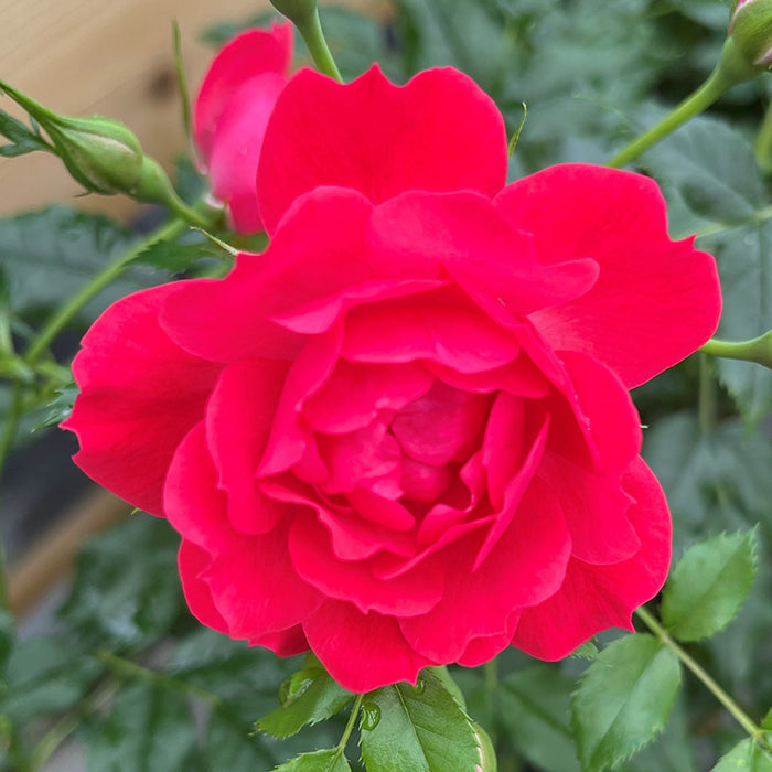 Rosa Raspberry Royal Patio Half Standard Rose 5 Litre