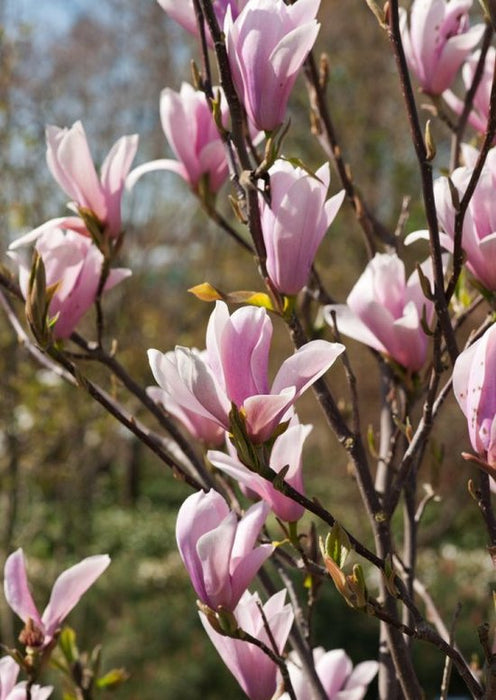 Magnolia mix / 50-60 CM C3