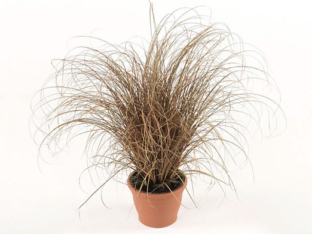 Carex 'Comans Bronco' - 2Ltr