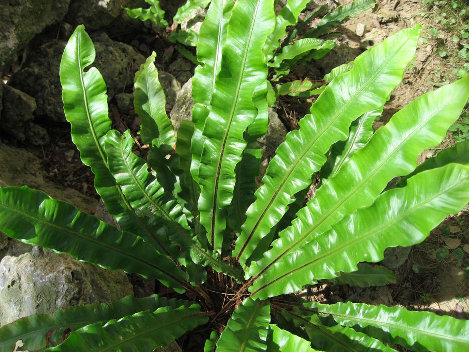 Asplenium scolopendrium 'Angustifolia'