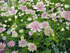 Astrantia Major 'Florence' 