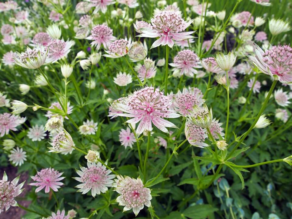 Astrantia Major 'Florence' 