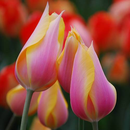 Tulip 'Blushing Lady' (7 Pack)