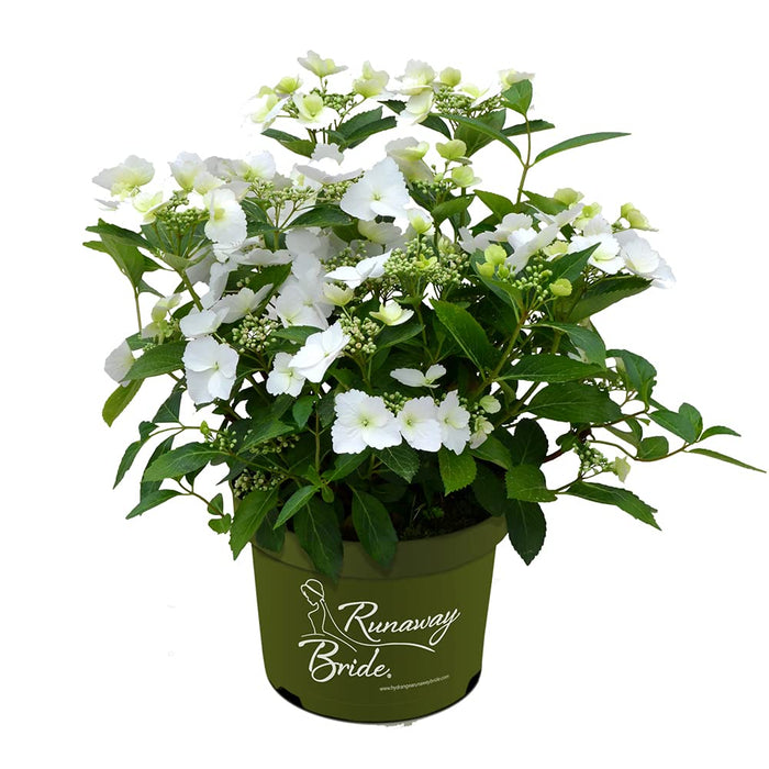 Hydrangea 'Runaway Bride'  / 6 Ltr pot