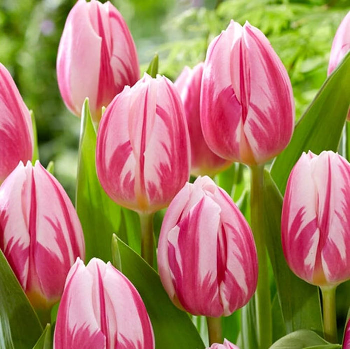 Tulip 'Bojangles' (7 Pack)