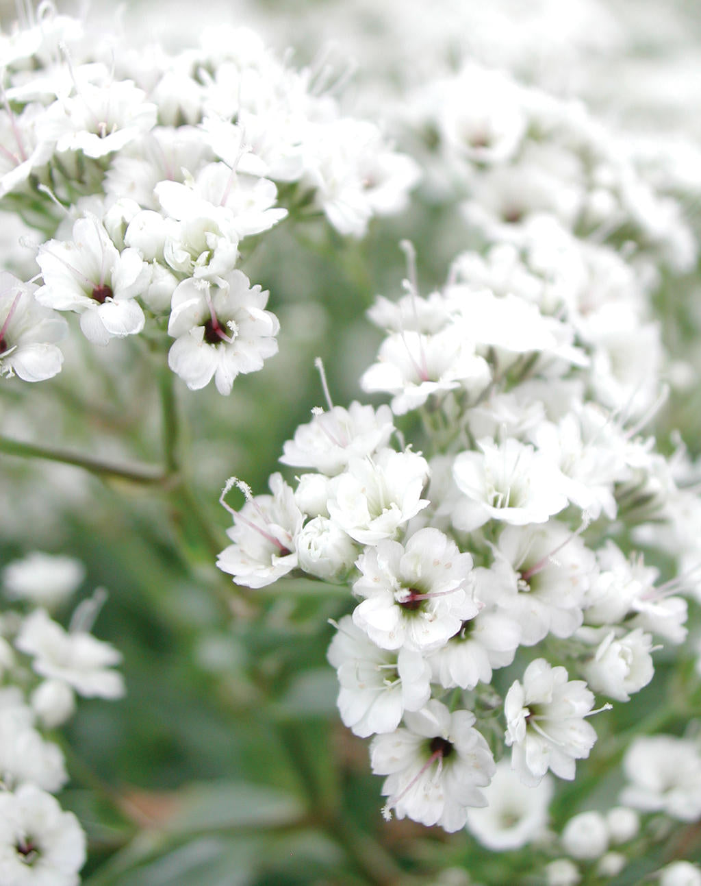 Gypsophila paniculata 'White Festival' | Baby's Breath (2 Litre