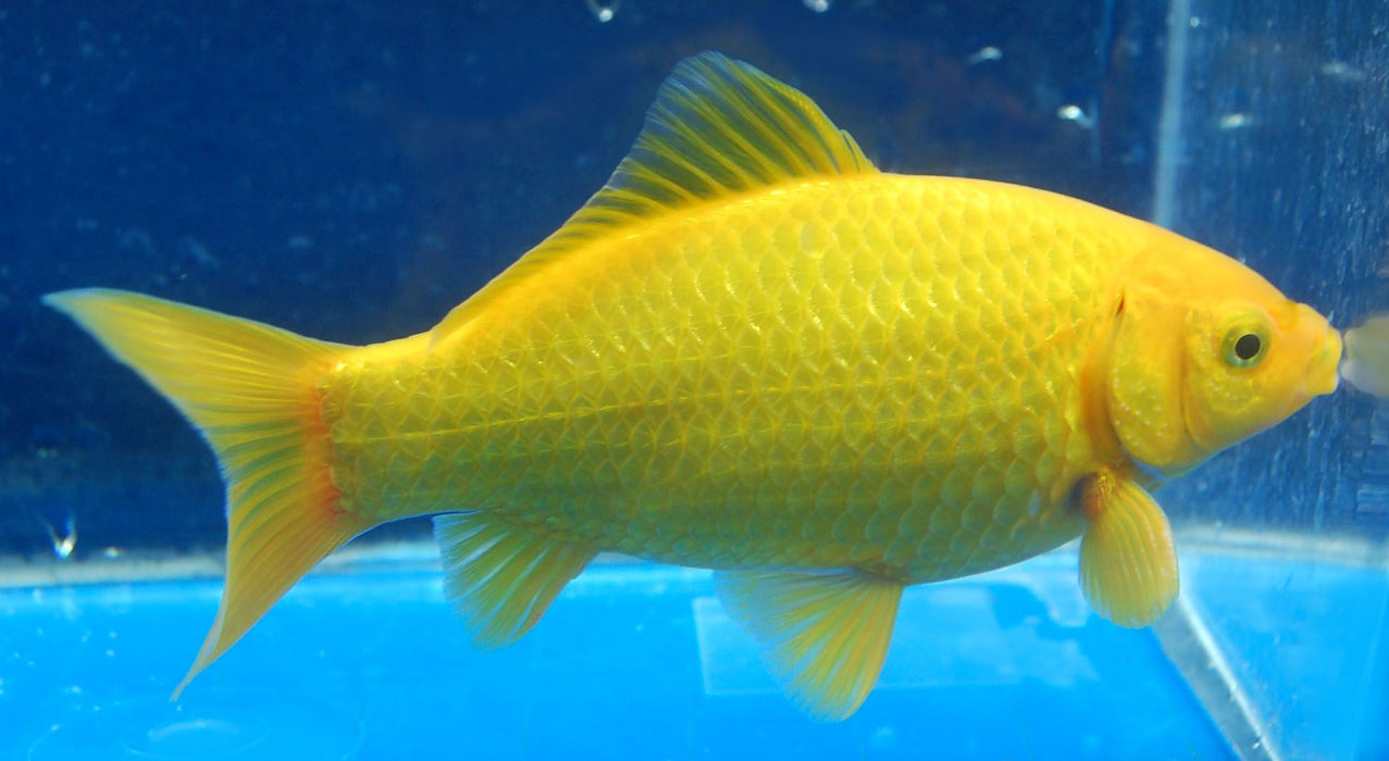 Yellow goldfish hot sale