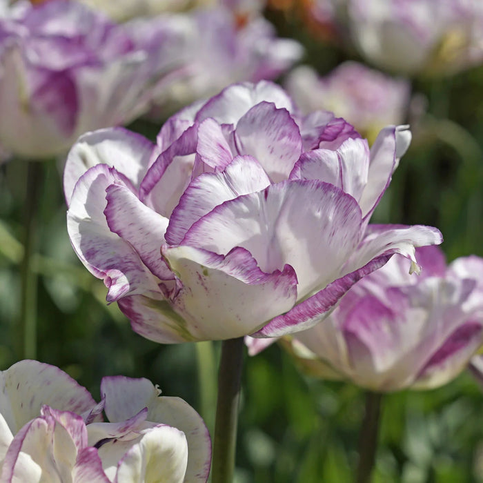 Tulip 'Shirley Double' (6 Pack)