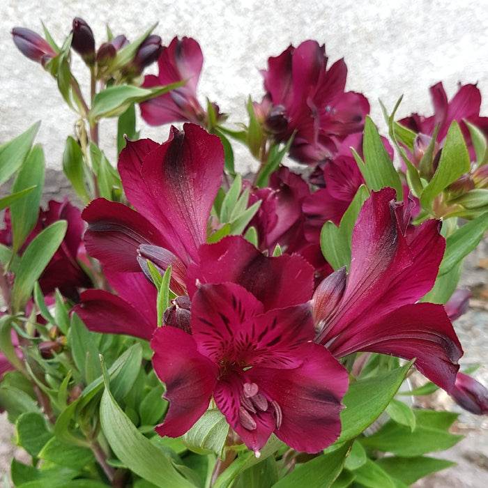 Alstroemeria Inticancha 'Dark Purple' (3  Litre)