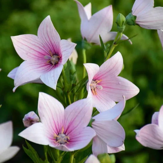 Platycodon Grandiflorus 'Astra Pink' (12cm)