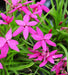 Rhodohypoxis mix