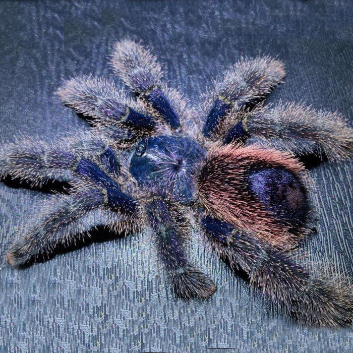 Peru Purple Pink Toe Tarantula | Avicularia spec. Peru Purple (S)