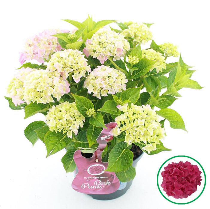 Hydrangea Macrophylla Music Collection