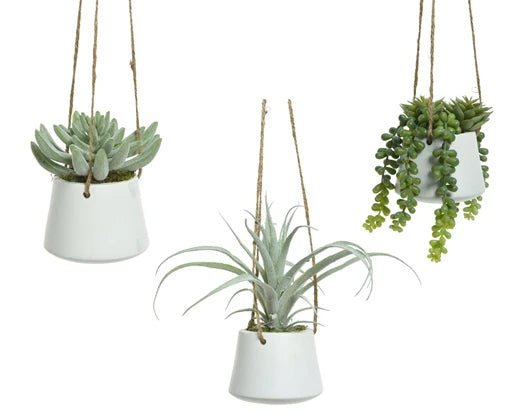 Hanging Succulent Plant In Pot  - Assorted