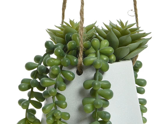 Hanging Succulent Plant In Pot  - Assorted