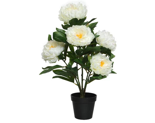 Faux Peony Rose In Pot - White