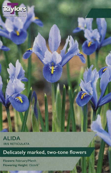 Iris Alida Dwarf Bulbs