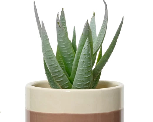 Artificial Succulent In Ceramic Pot (12x6cm)