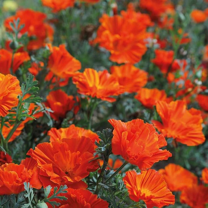 Californian Poppy 'Copper Swirl'