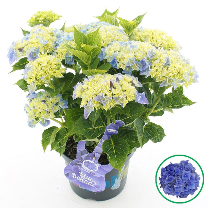 Hydrangea Macrophylla Music Collection