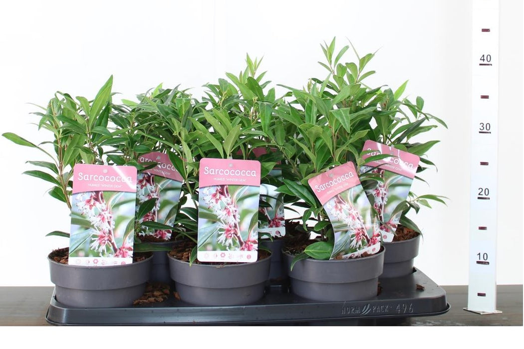 Sarcococca hookeriana 'Winter Gem' | Fragrant Sweet Box (2 Litre)